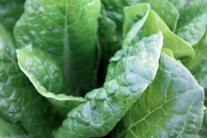 leafy-greens-lettuce