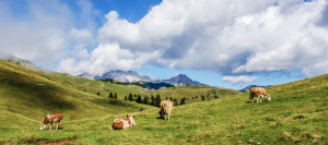 NewZealand-cows-land