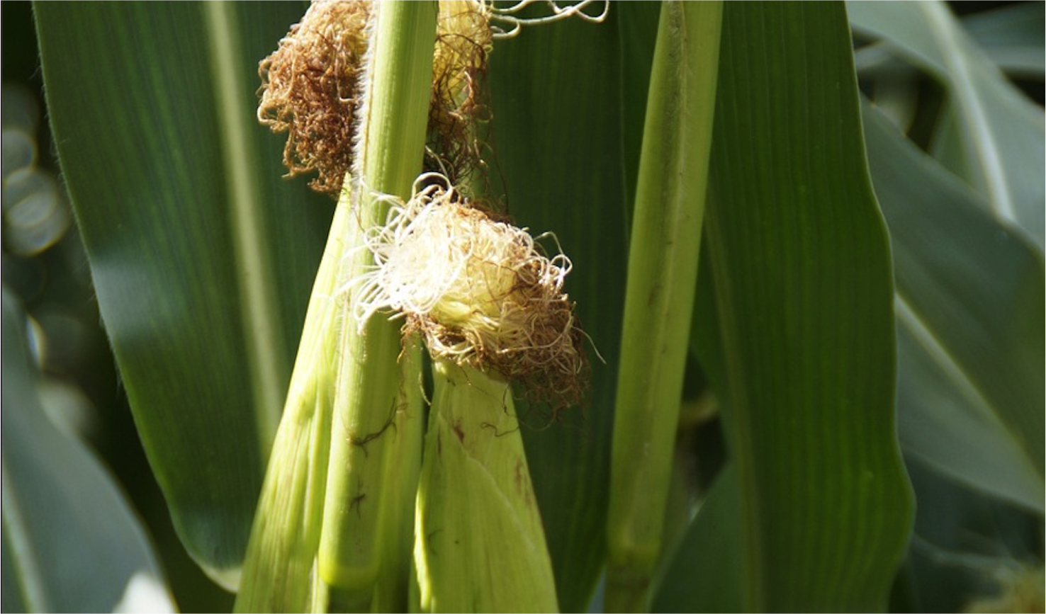 Iowa’s Summit Agricultural Group Breaks Ground on Brazil’s First Corn ...