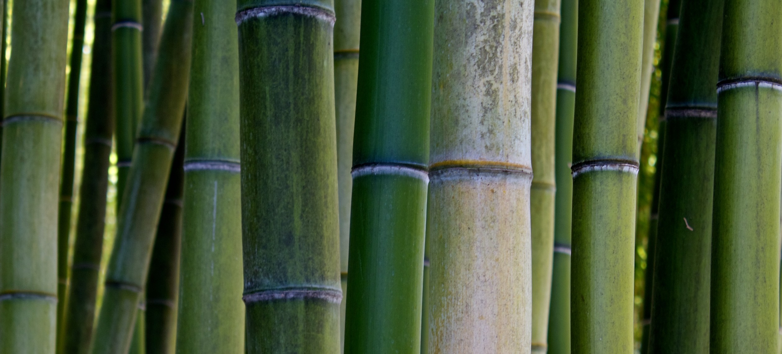 The Case for Bamboo - Global AgInvesting