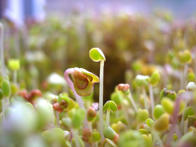 Sprouting seed