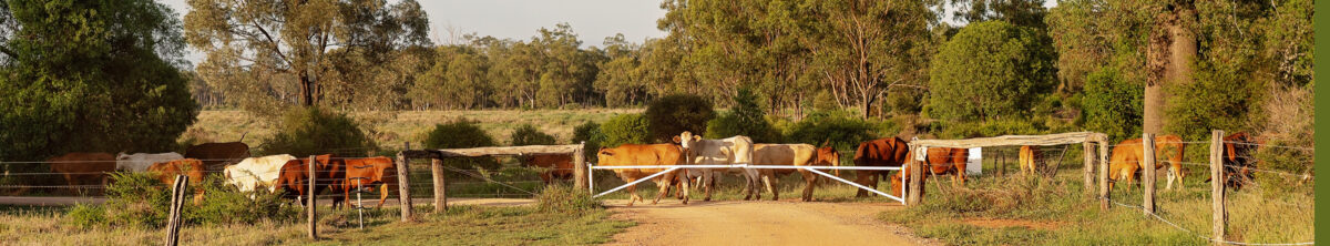 Cattle droving across a dirt road at sunrise in Australia