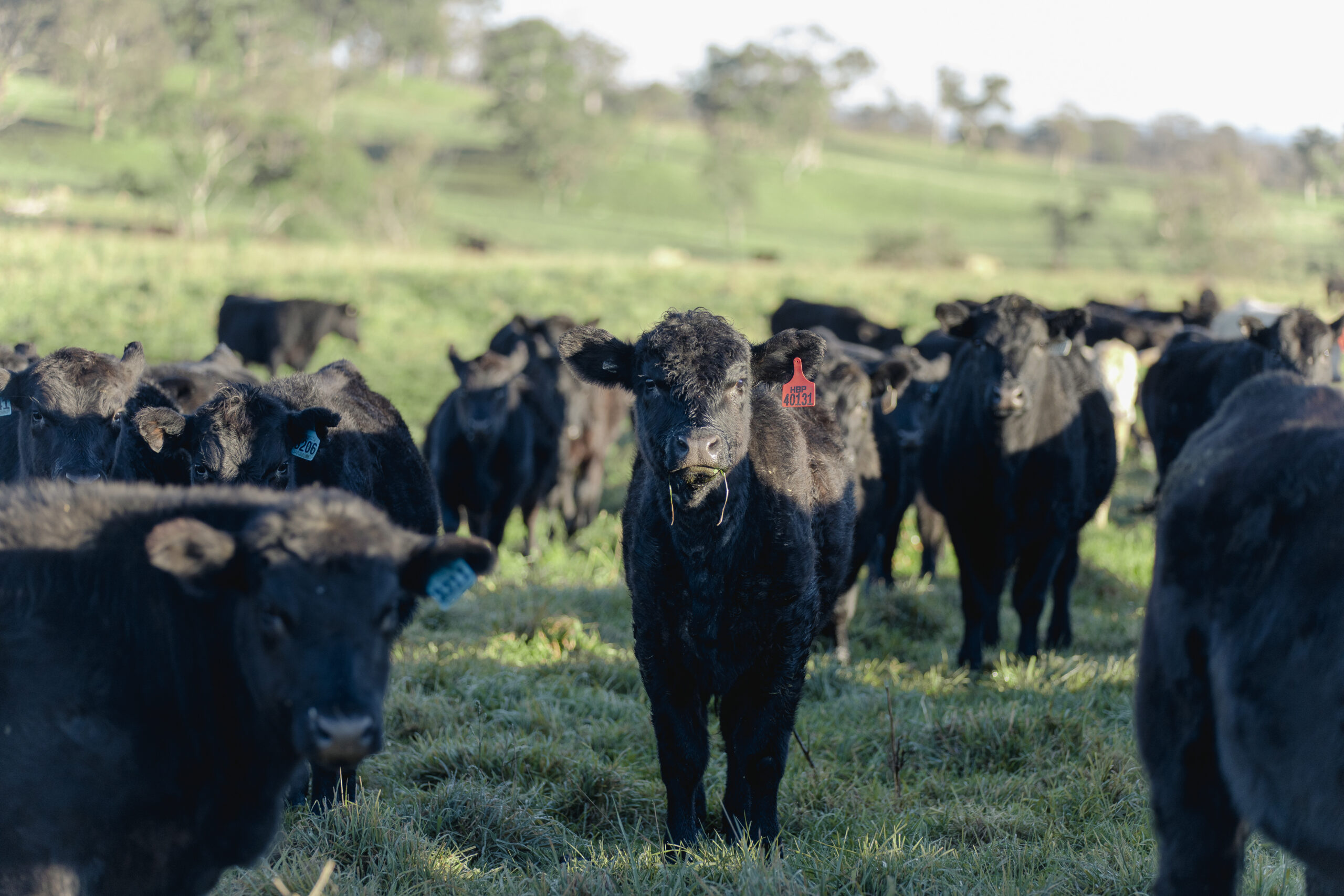 Australia's Impact AG/Wilmot Co