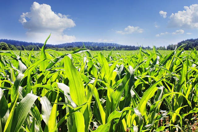 Fractal Agriculture Launches Investment Platform Taking New Approach to Farmland Equity Financing