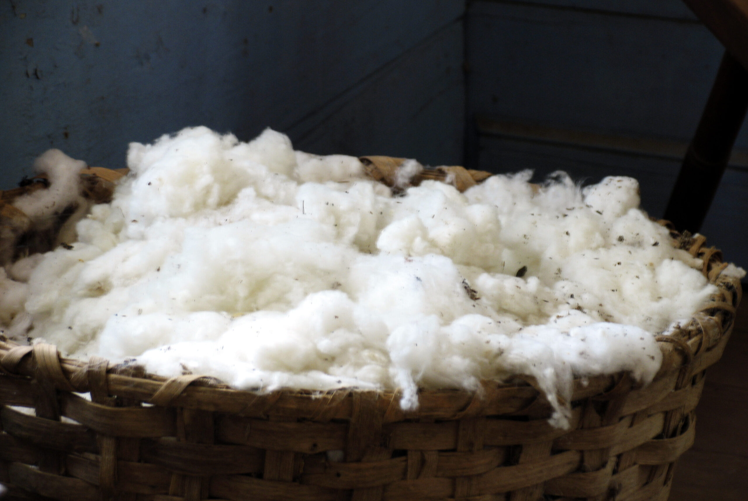 Discord Escalates, Monsanto Pulls GM Cotton Seed from India