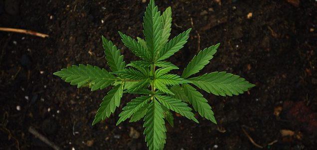 Investment Continues as Marijuana Votes Near