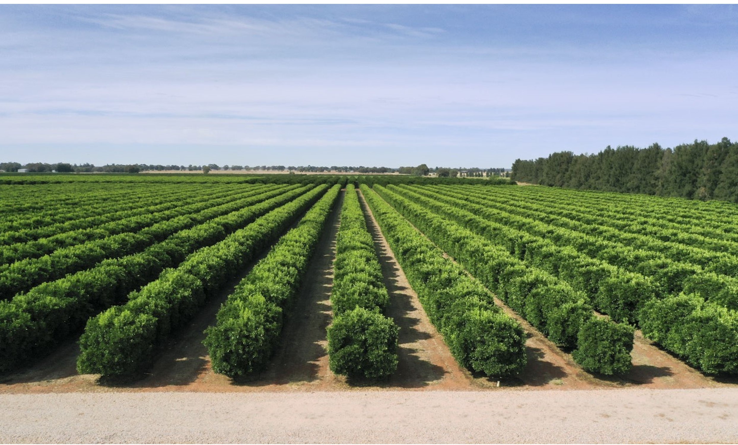 Warakirri AM’s Citrus Deal Buoys Diversified Ag Fund Value Beyond A$150M