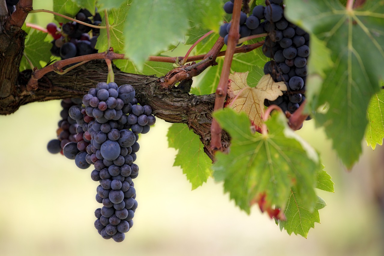 grapes by pixabay