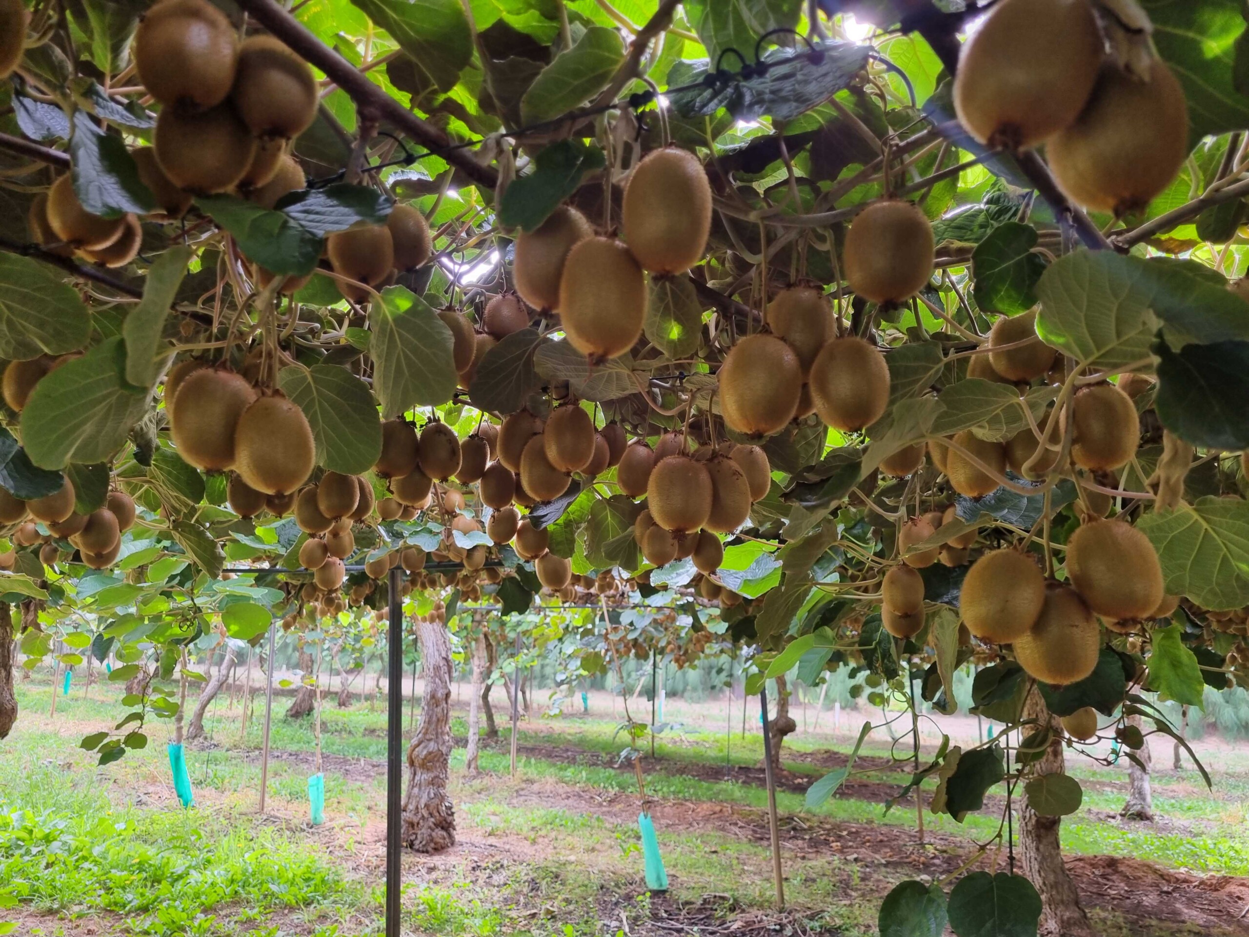 Kiwi orchard - Warakirri ASset Management