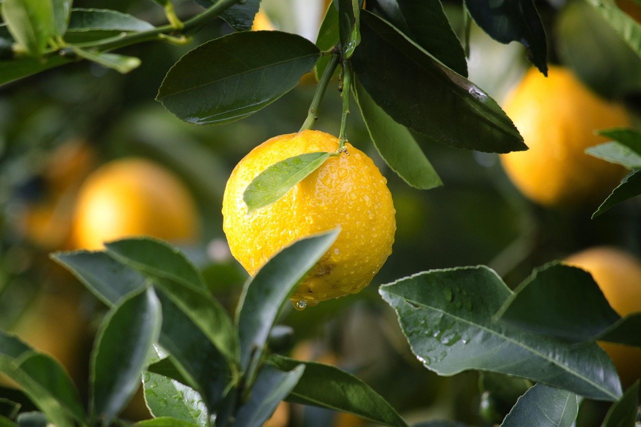 fruit tree by pixabay