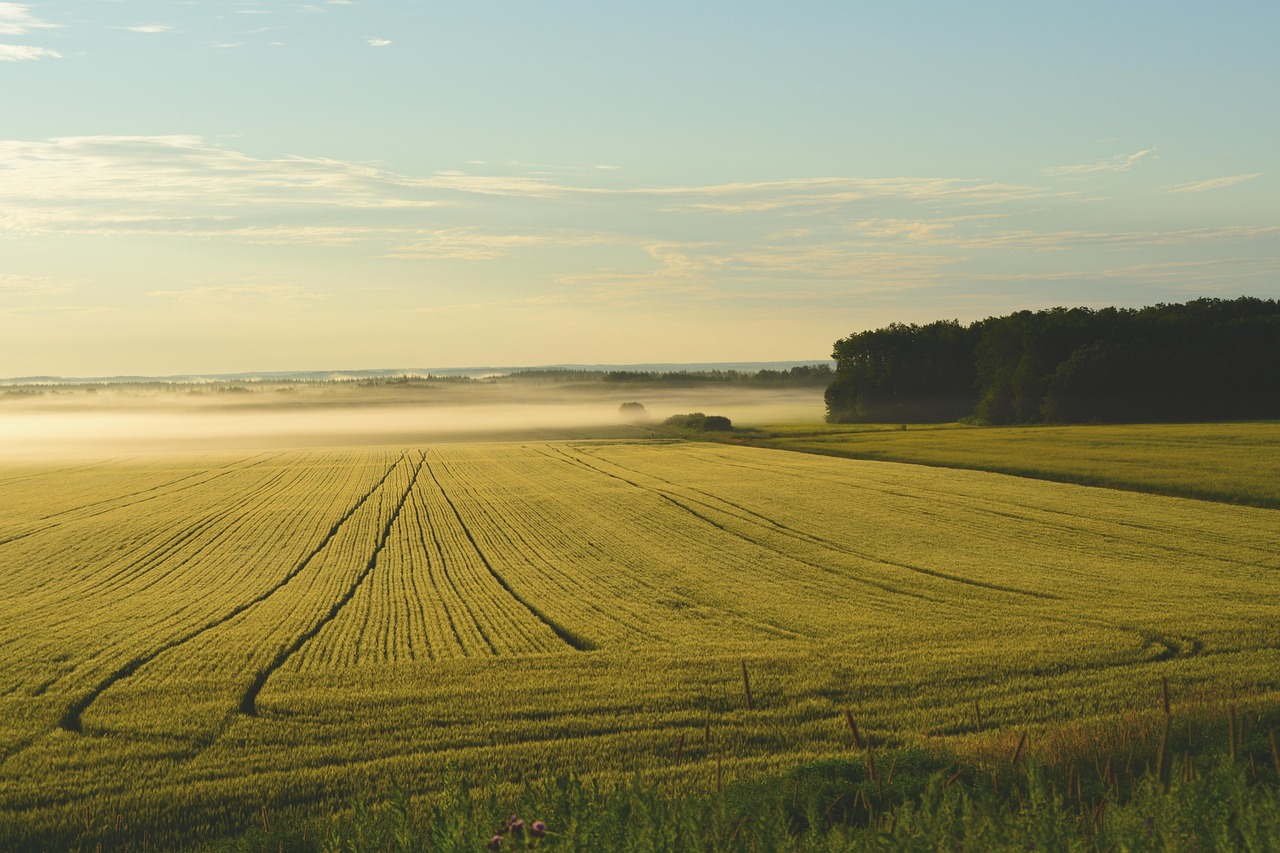 farmland by picabay