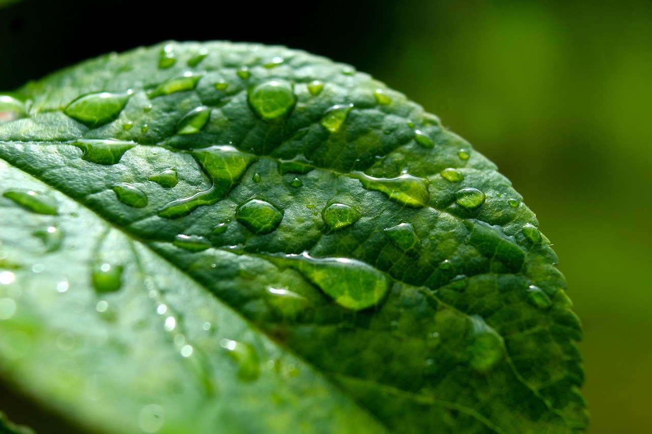 water, leaf by pixabay