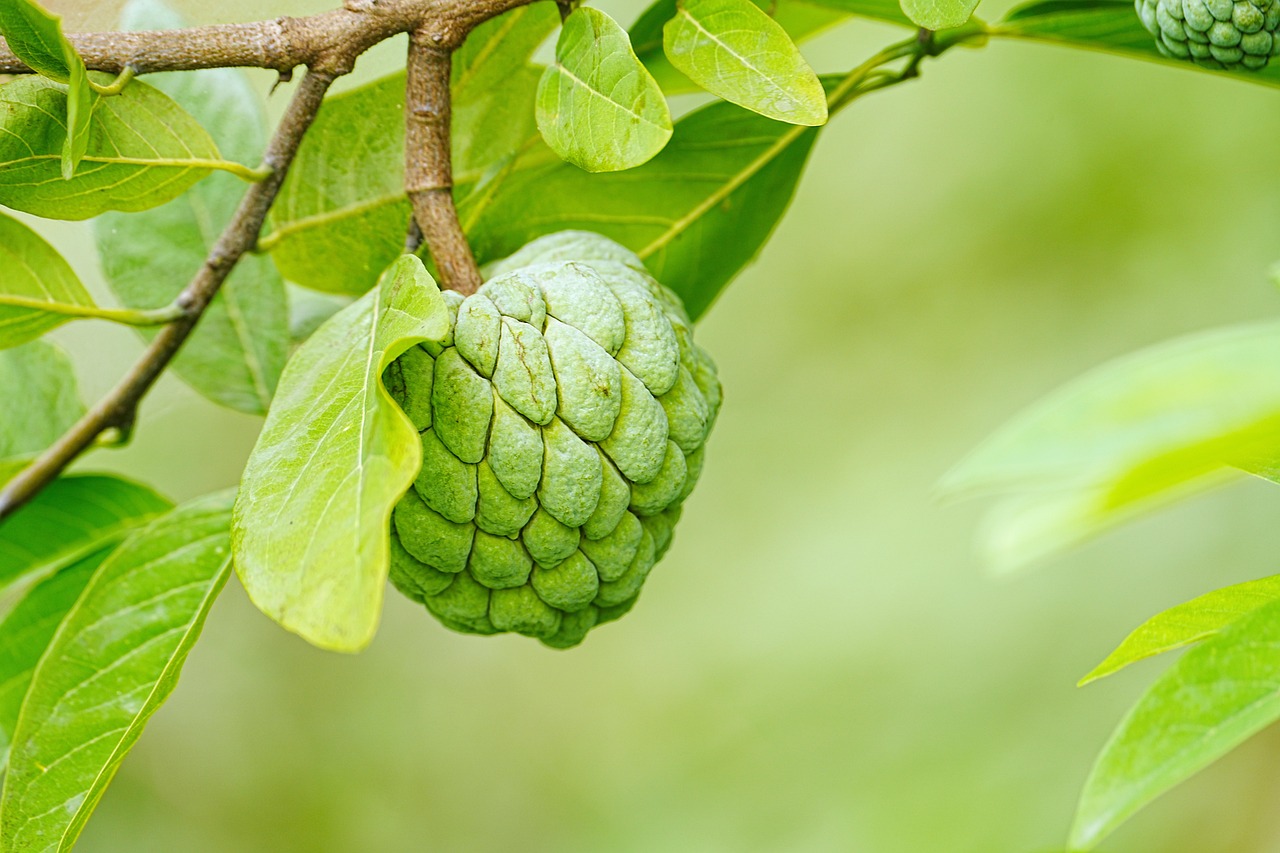 sugar apple by pixabay