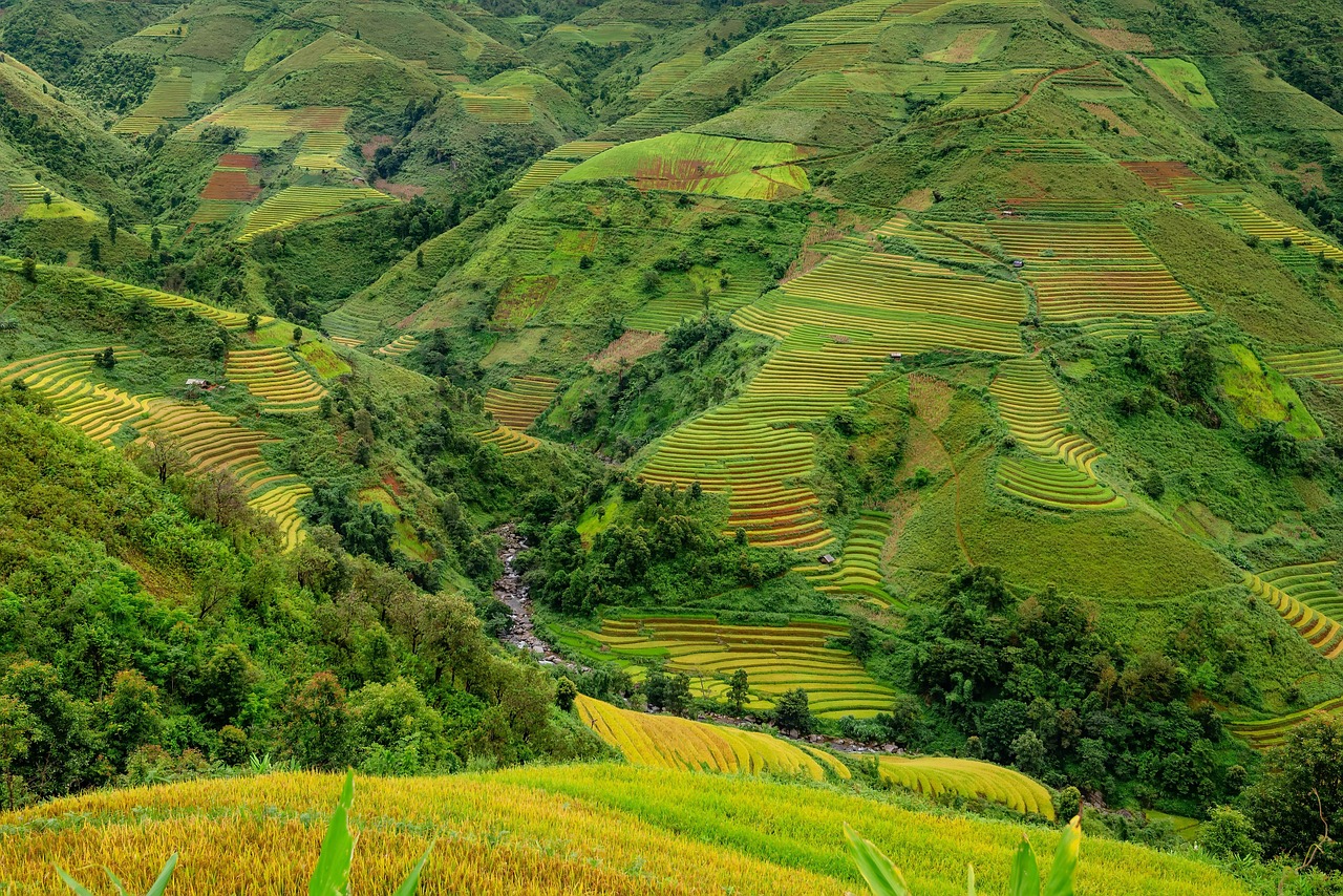 rice terraces via pixabay