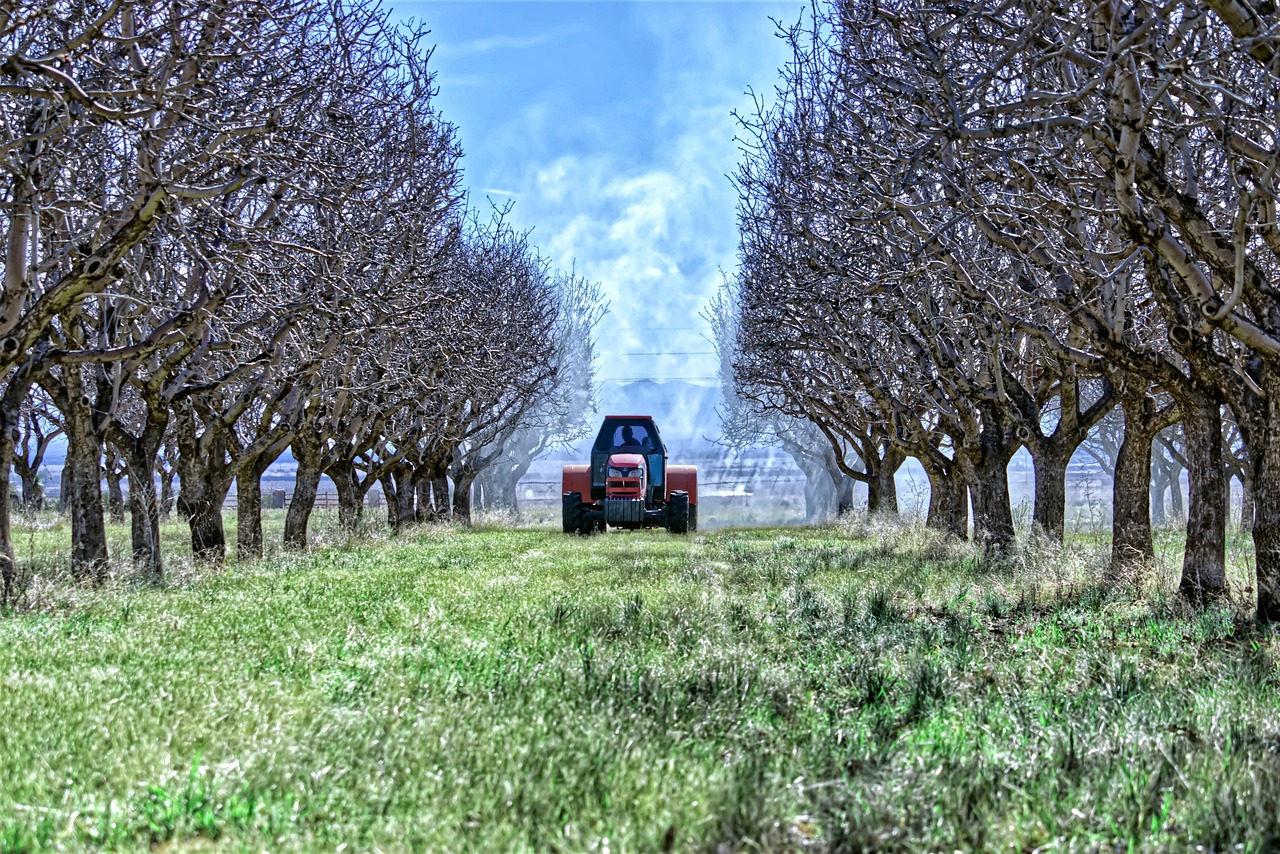orchard via pixabay