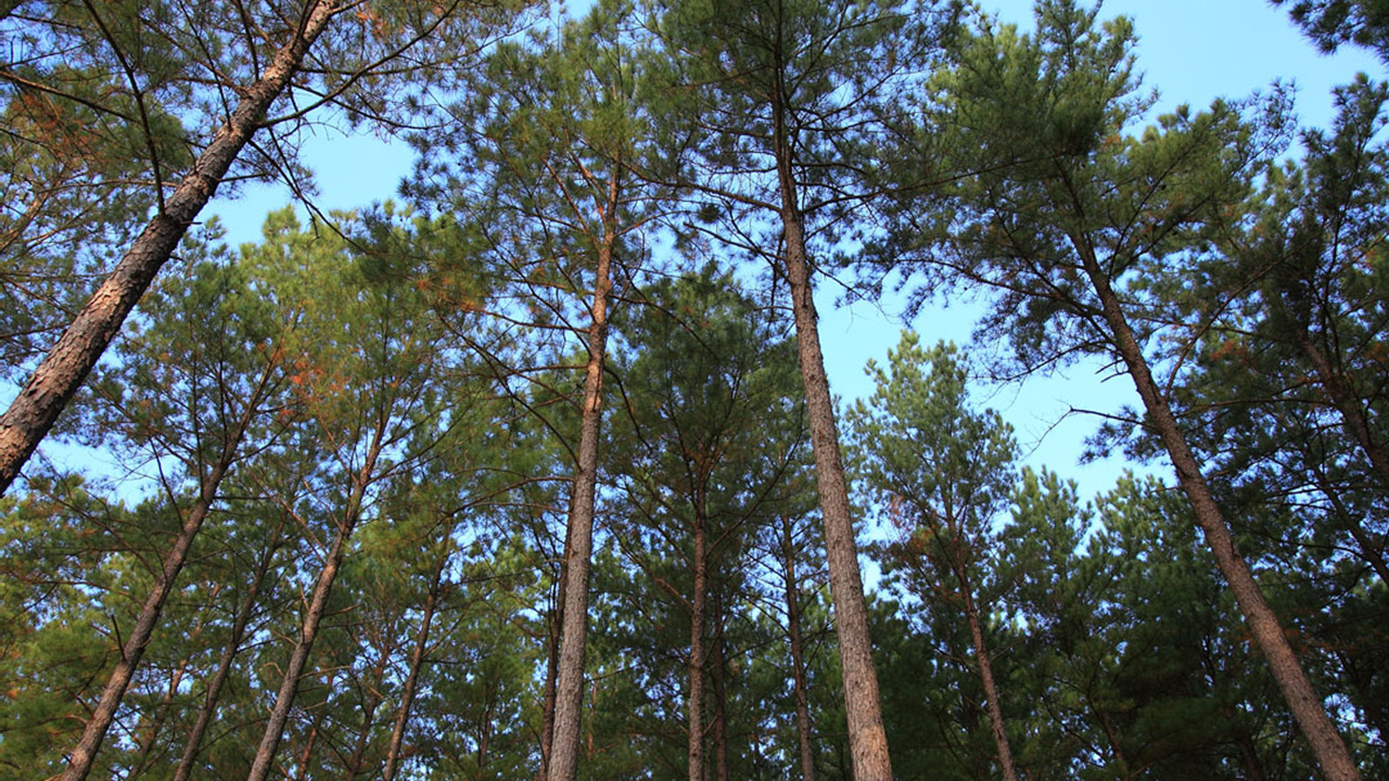 Courtesy of Weyerhaeuser