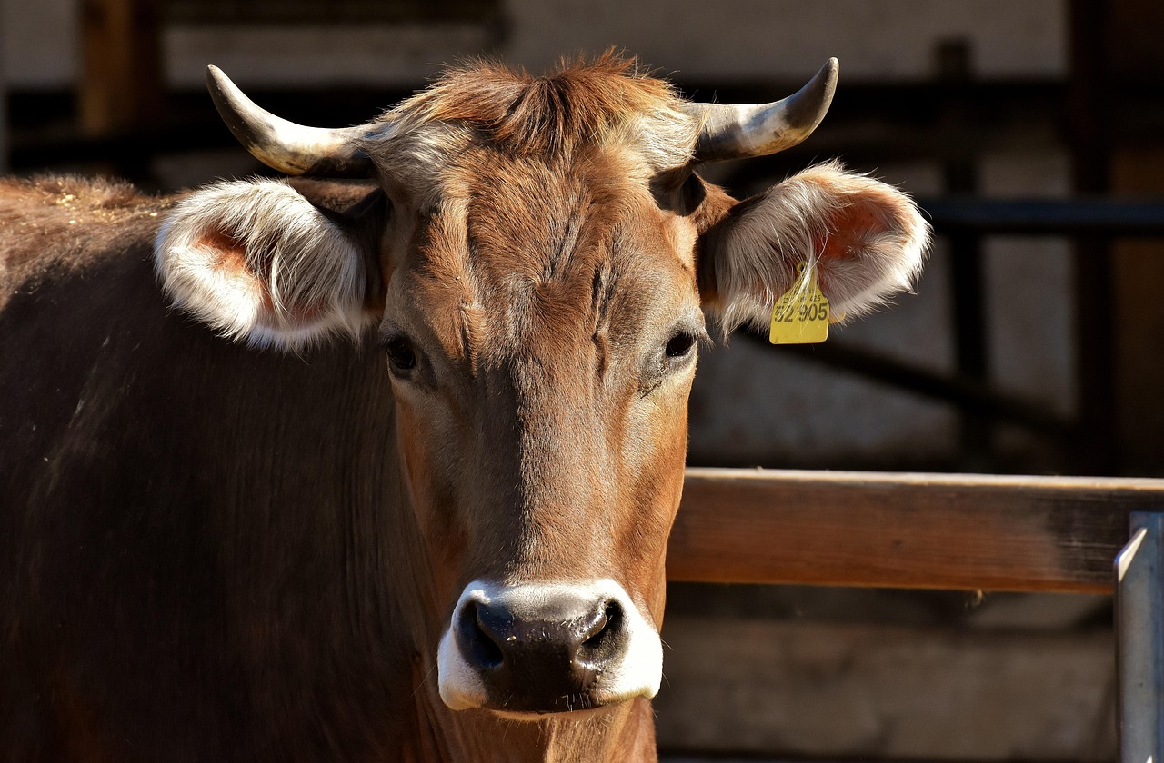 cow by pixabay