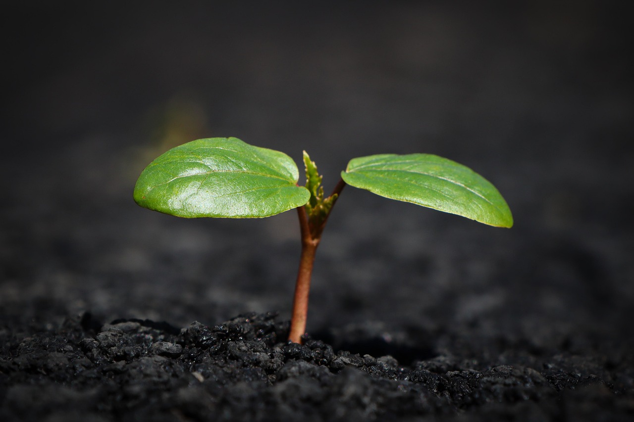 soil via pixabay