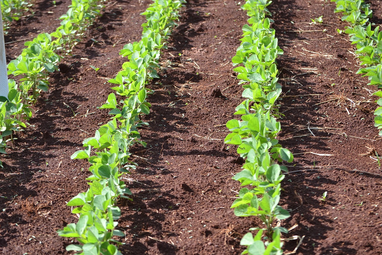 crop fields by Pixabay