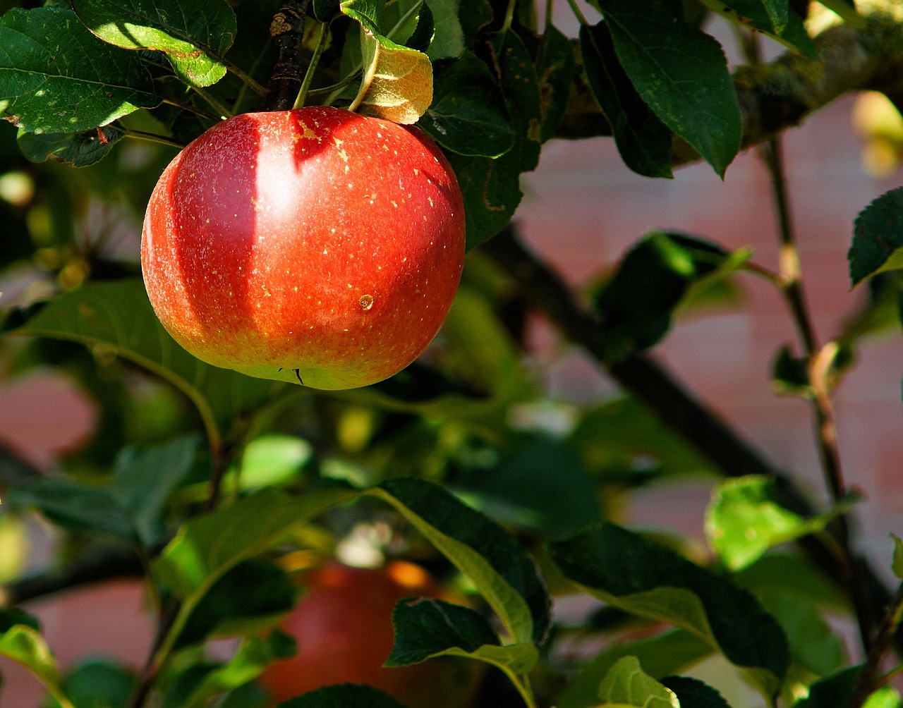 apple orchard by pixabay