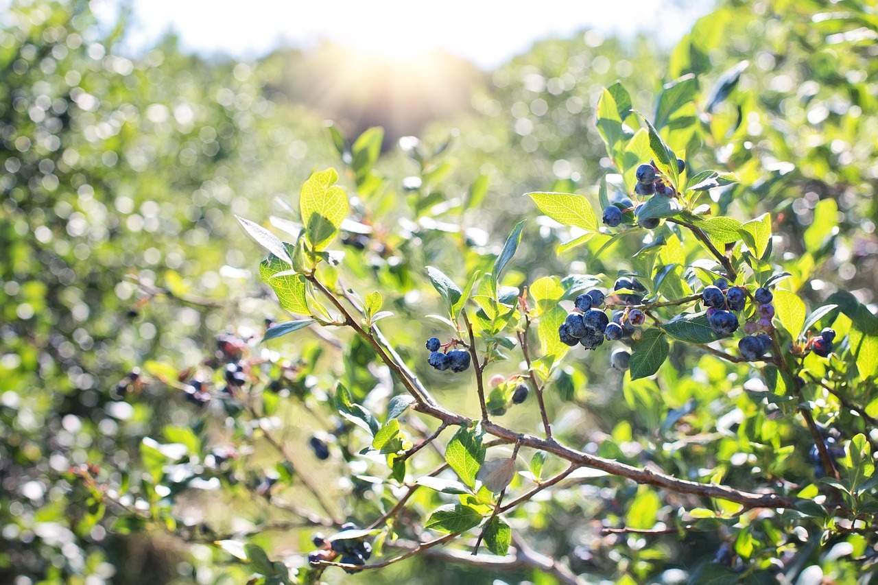 blueberries by pixabay