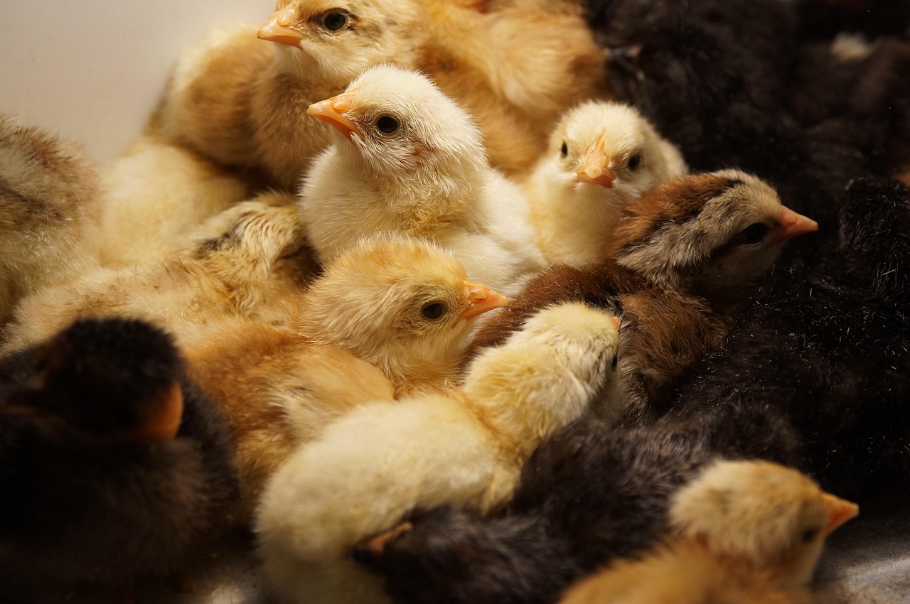 chickens via pixabay