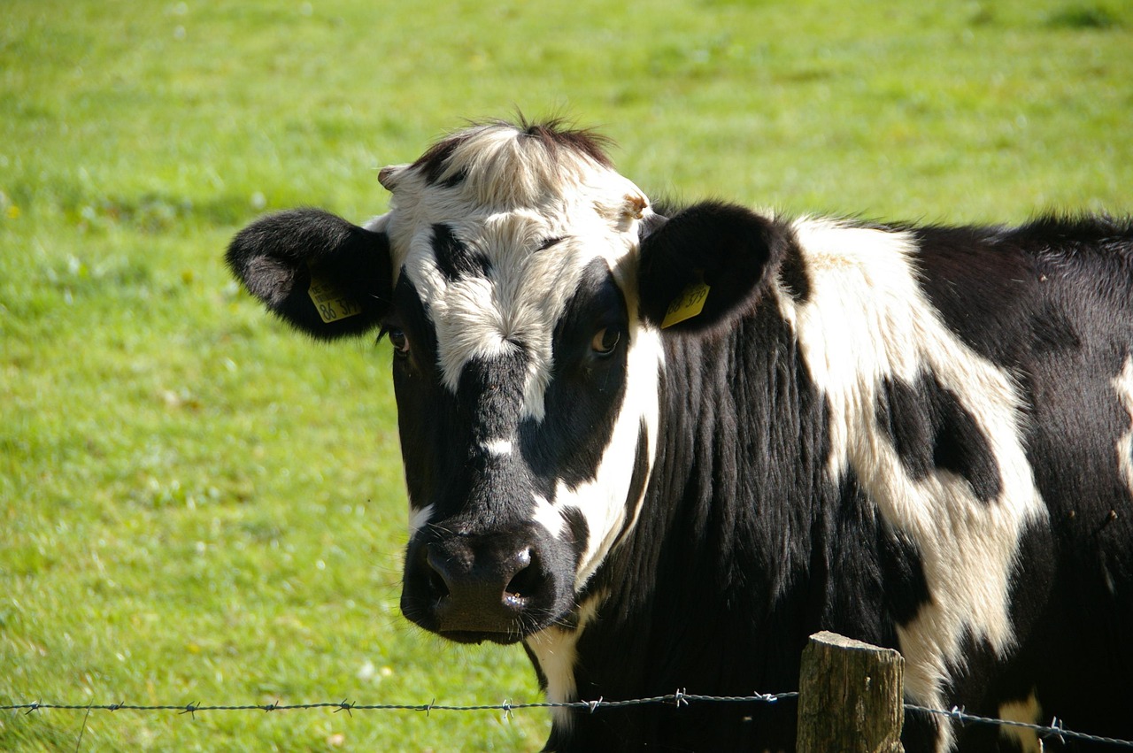 dairy cow by Pixabay