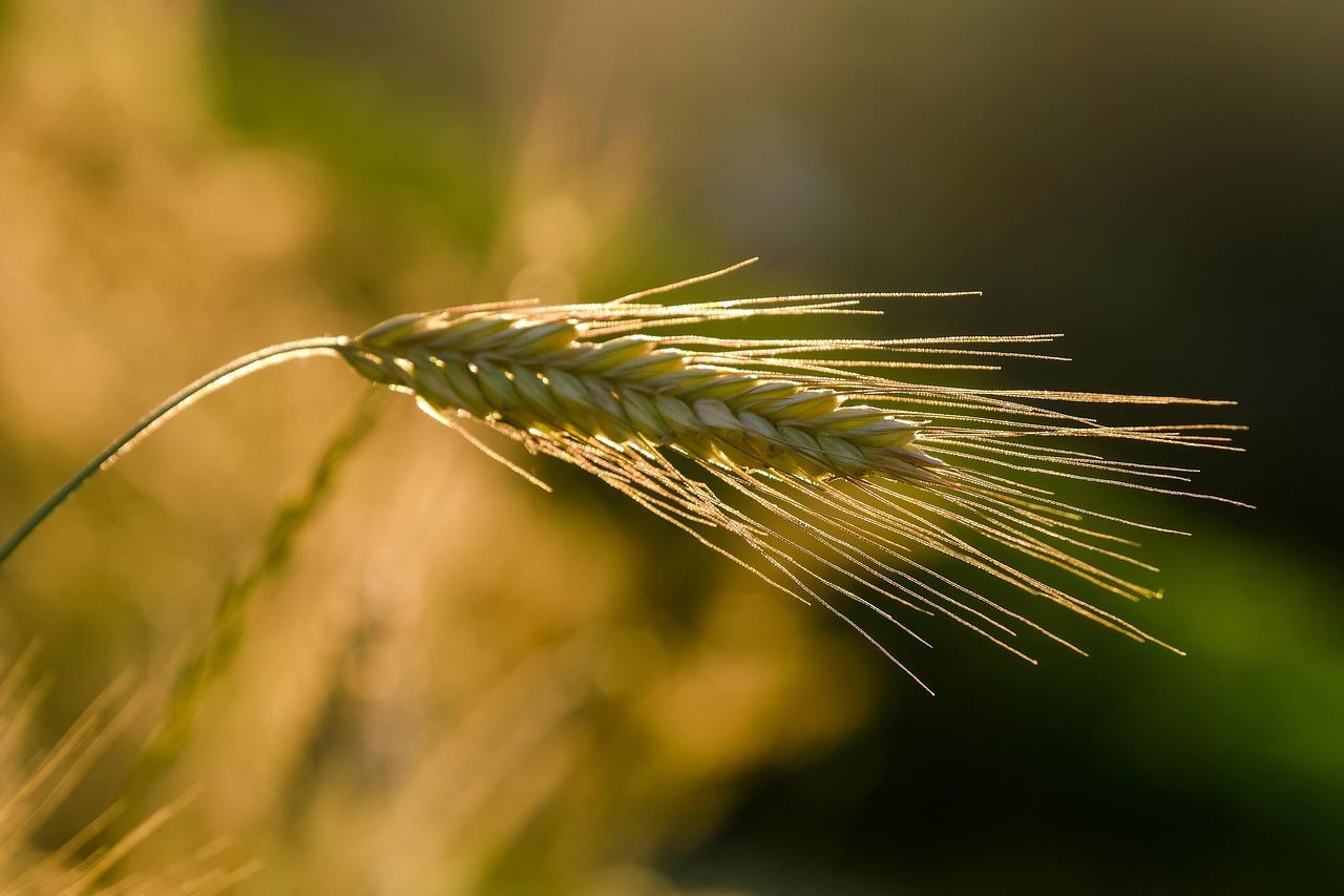 rye via pixabay
