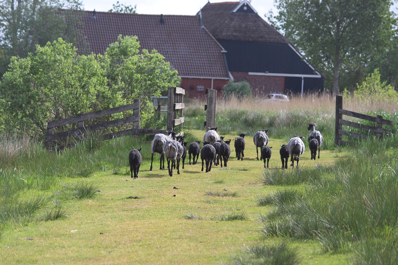 European farm by Pixabay