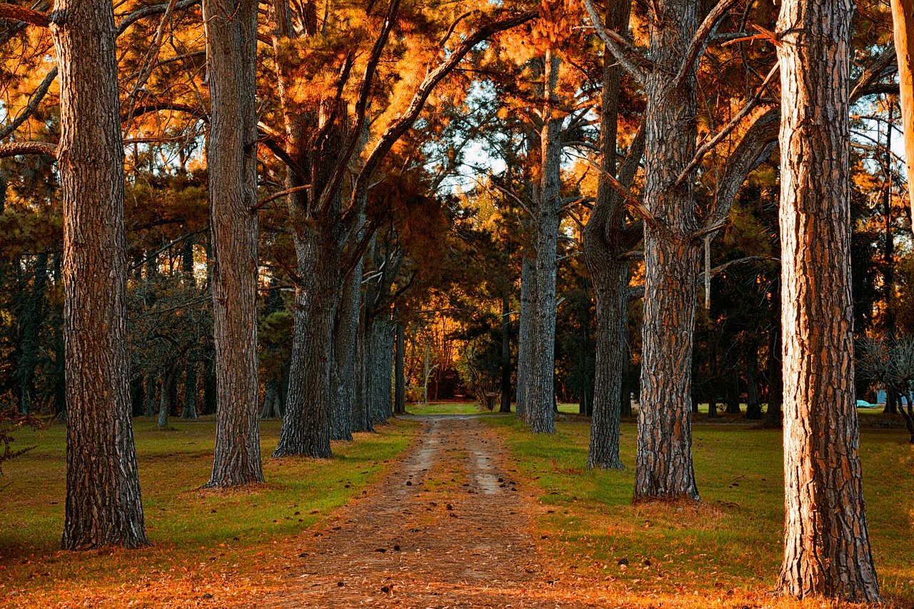 Forestry by Pixabay