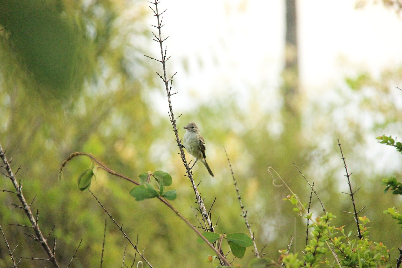 nature/Brazil by Pixabay