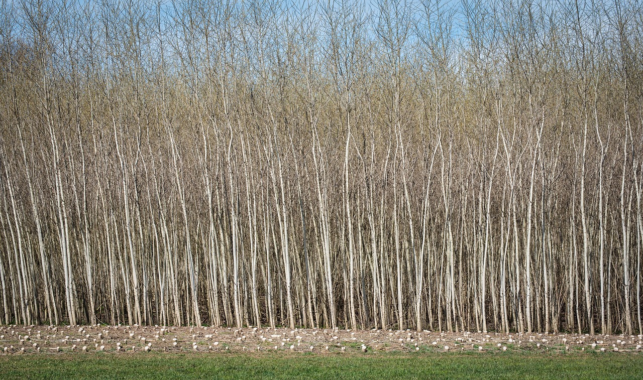 timberland by pixabay