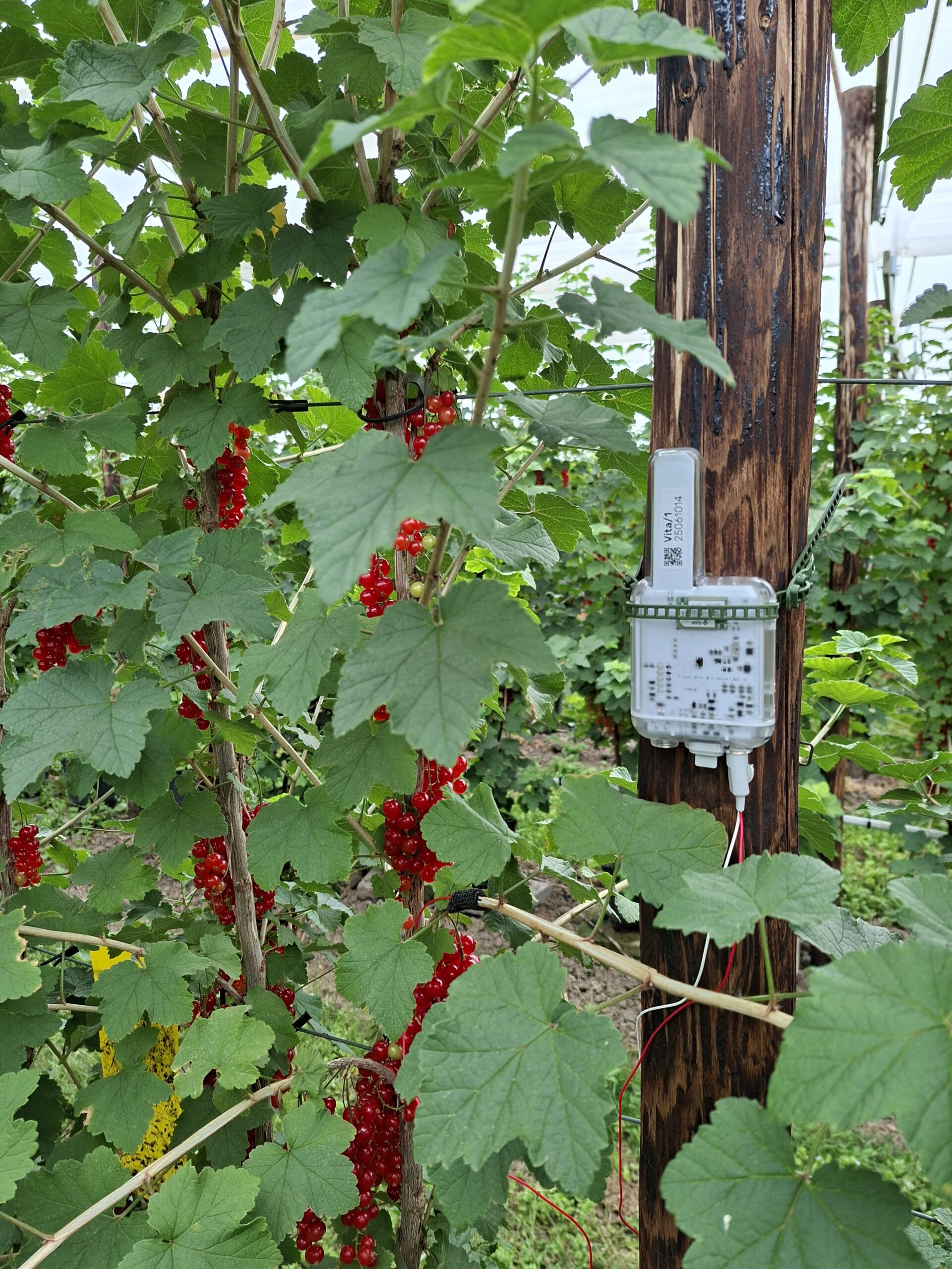 Courtesy of Vivent Tech